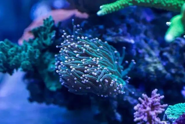 淘宝直播出台「新星计划」;《沐浴油》团体标准正式立项;蔻之初首个AI护肤店已启动试营业... | 美妆风向标