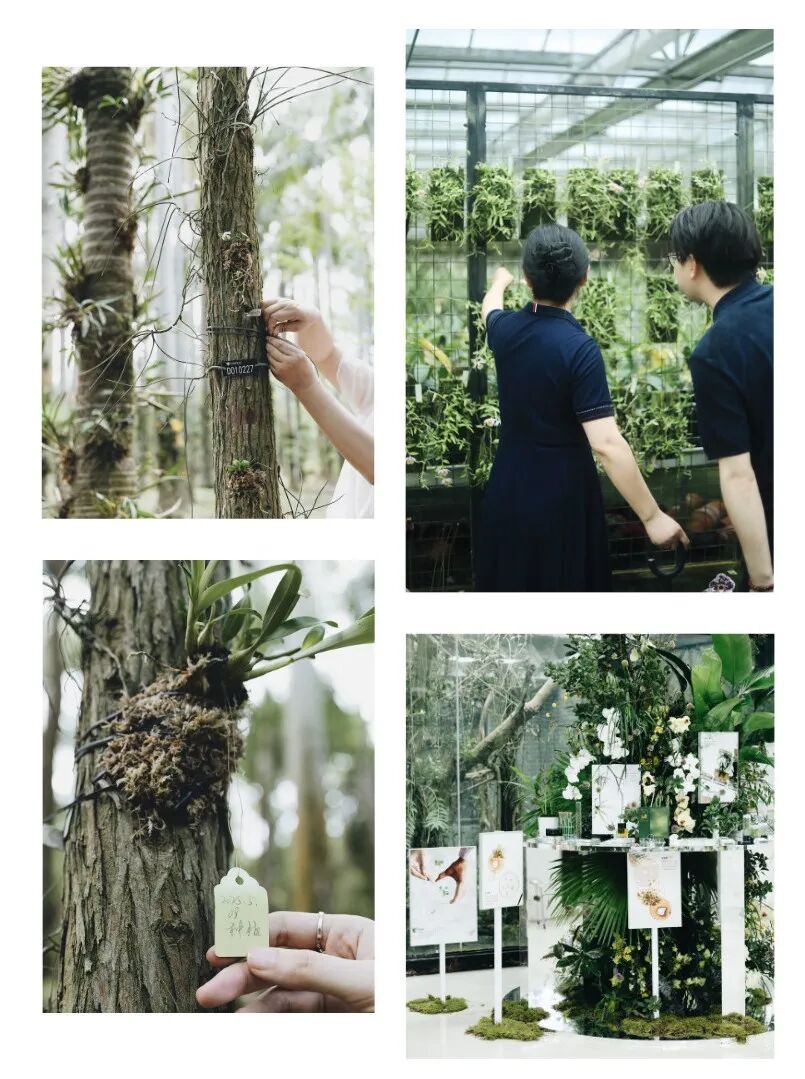 时间开出的花｜「LAN兰」与它寂静深耕的六载